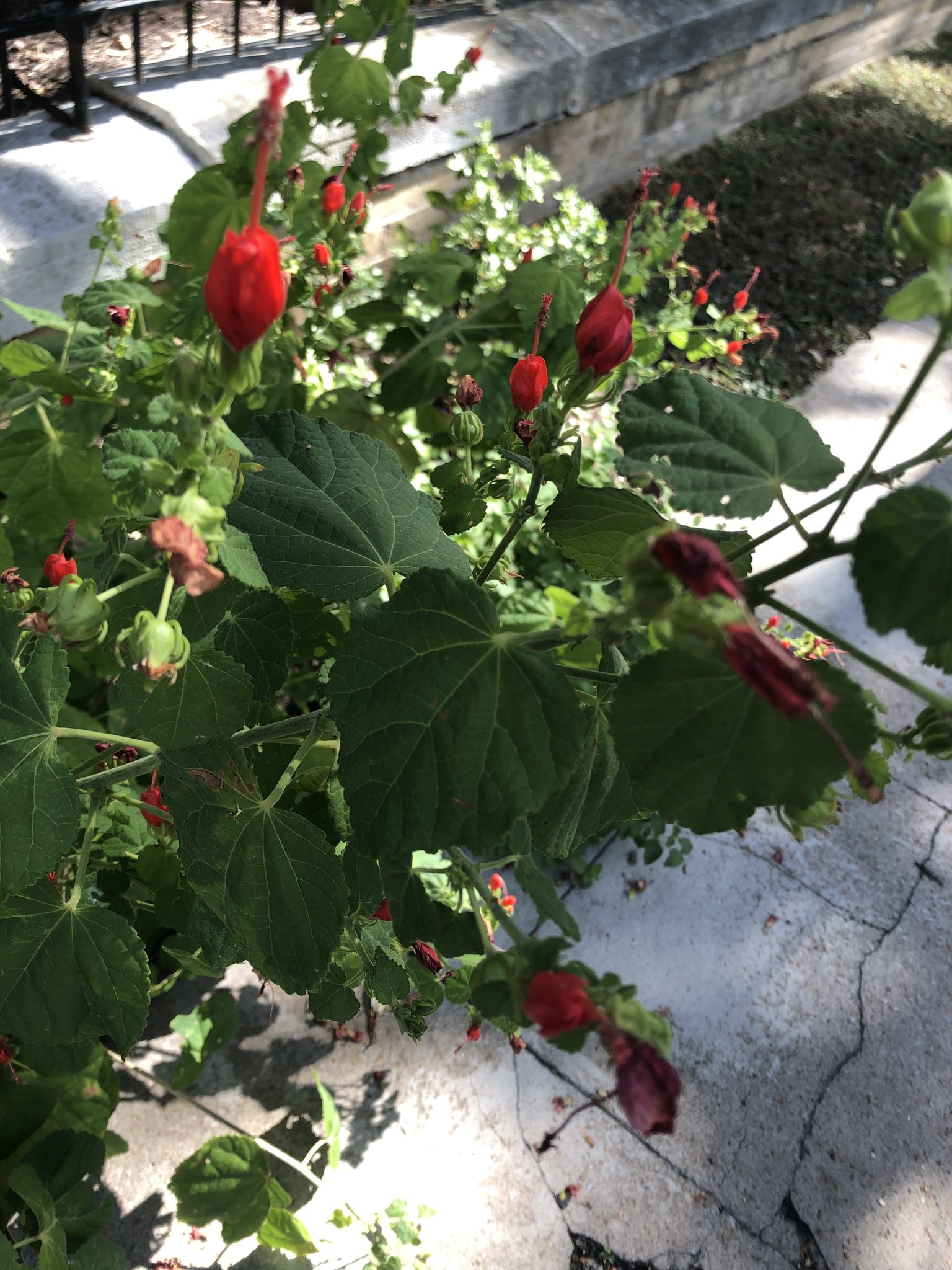 Malvaviscus arboreus